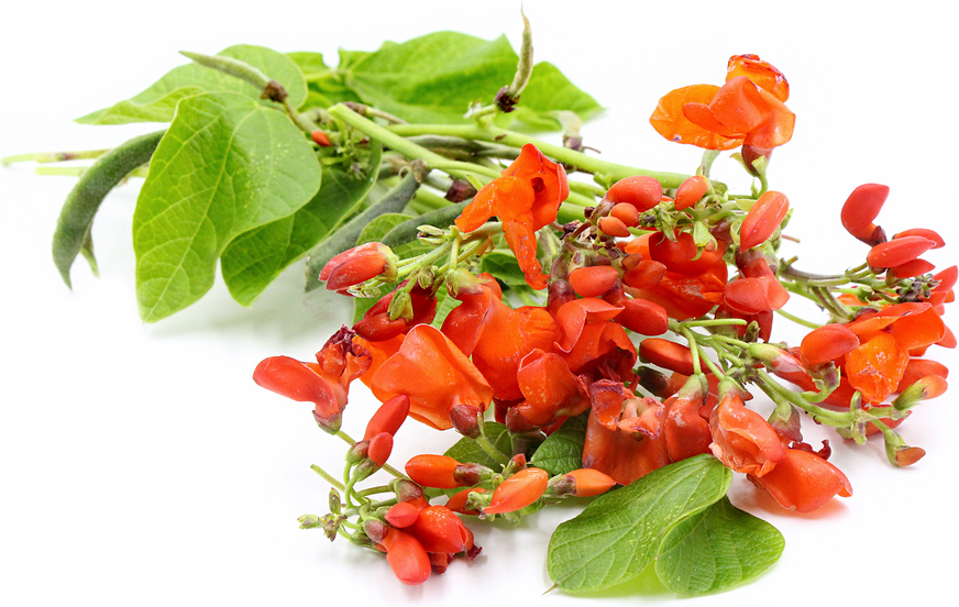 Scarlet Runner Bean Flowers picture