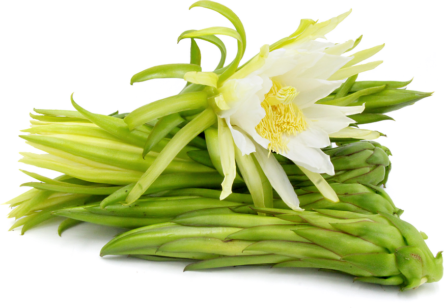 Dragon Fruit Flower Buds Information and Facts