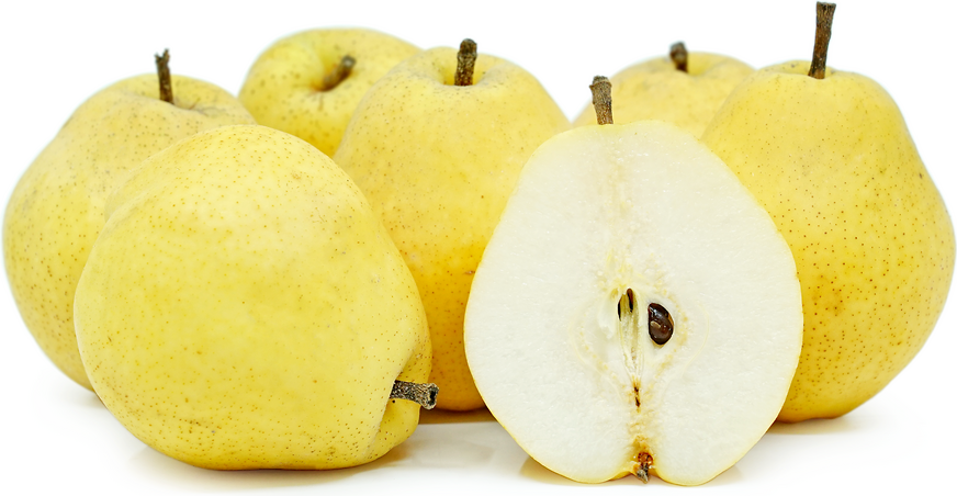 Fan-Stil Pears picture