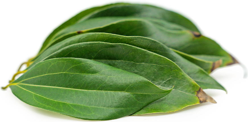 Cinnamon Tree Leaves