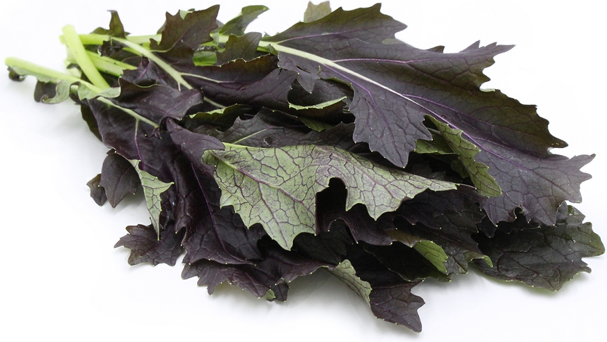 Red Rain Mizuna Mustard Greens picture