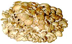 Hen of the Woods Mushrooms picture