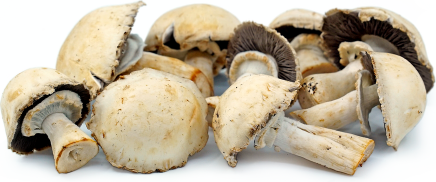 Horse Mushrooms picture