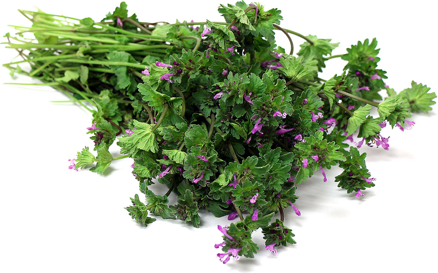 Henbit picture