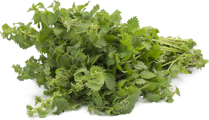 Stinging Nettles picture