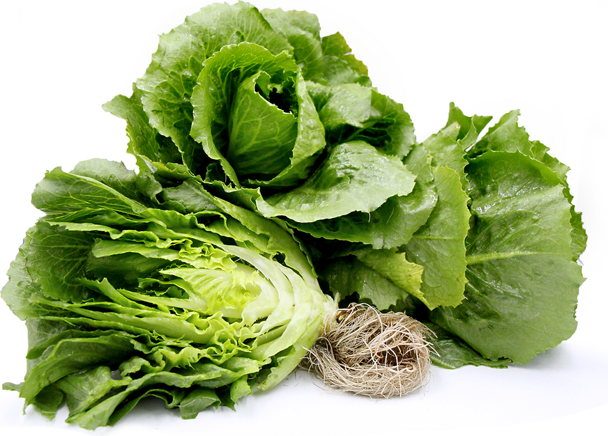 Fenberg Lettuce picture