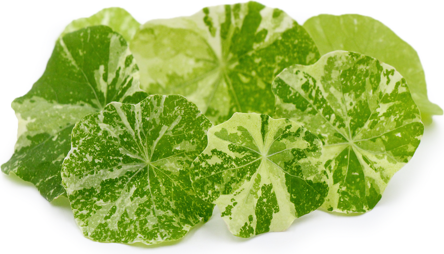 Variegated Nasturtium Leaves picture