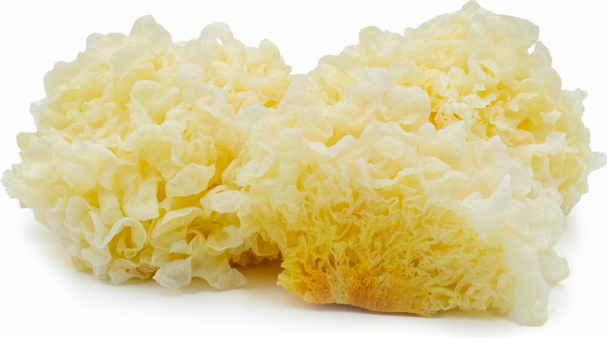 Tremella Mushrooms picture