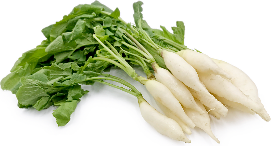 Mini Daikon Radish picture