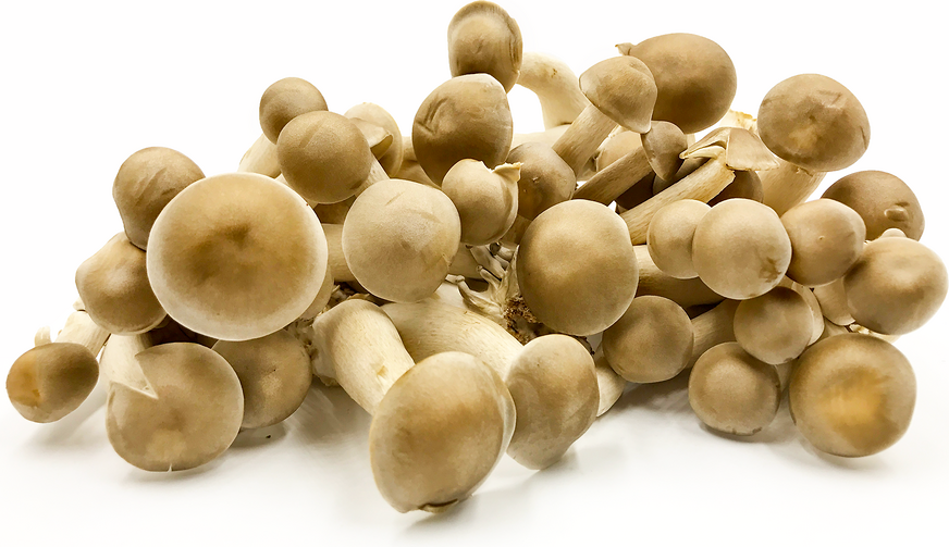 Tanba Shimeji Mushrooms picture