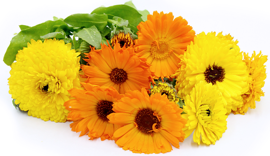 Calendula Flowers Information and Facts