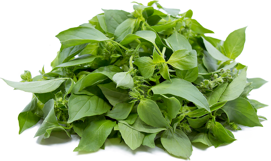 Lemon Basil picture