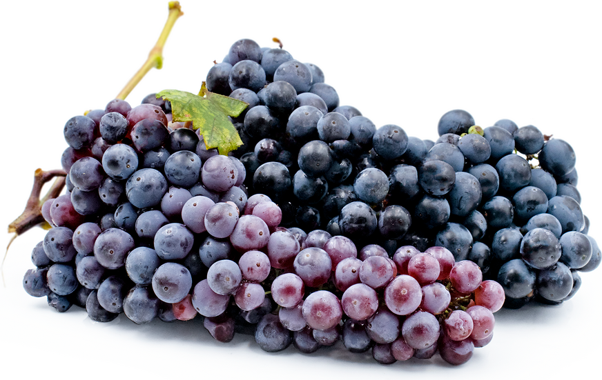 Zinfandel Grapes picture