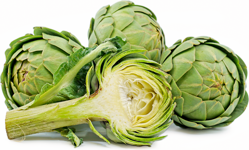 Globe Artichokes Information and Facts