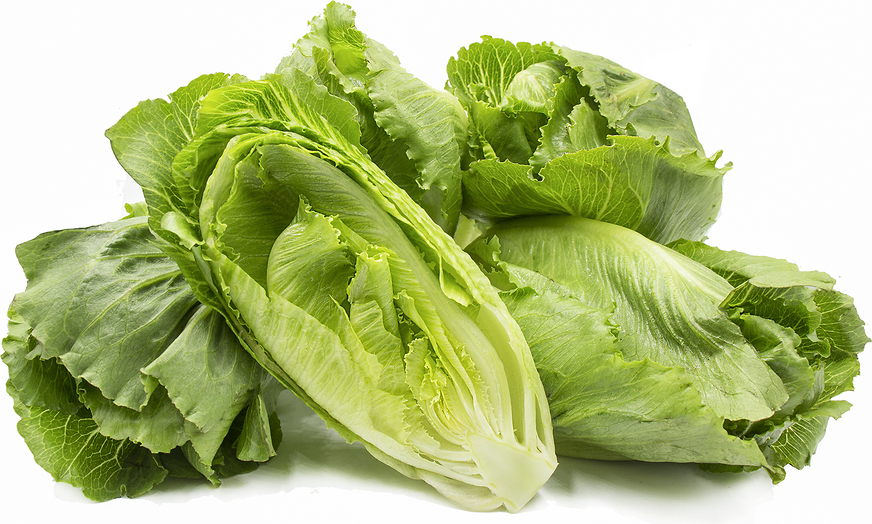 Verodita Lettuce picture