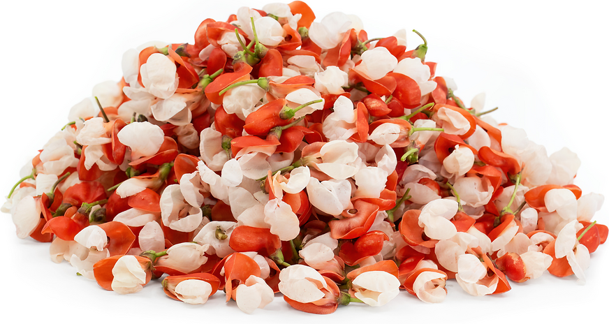 Scarlet Runner Bean Flowers picture