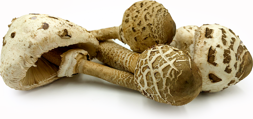 Parasol Mushrooms picture