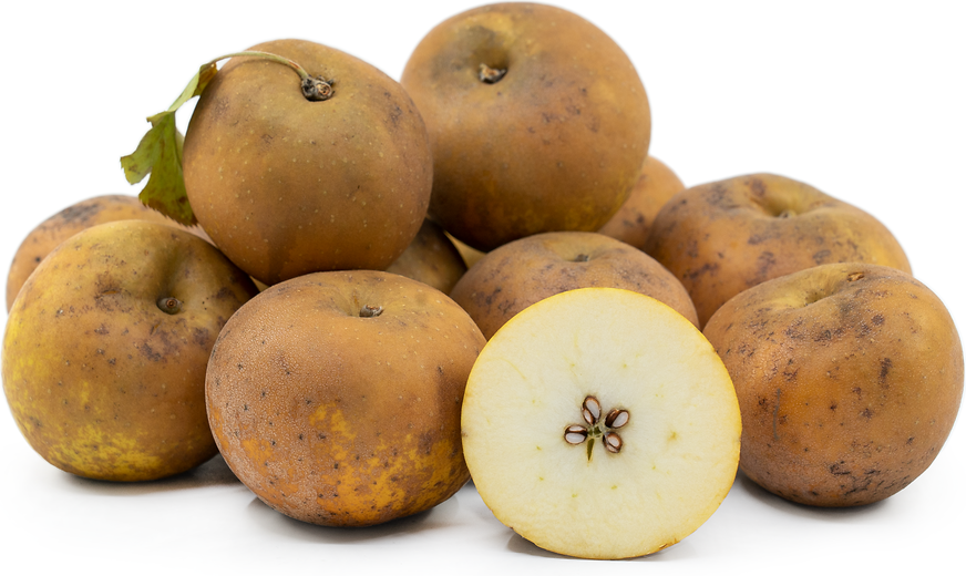 Egremont Russet Apples picture