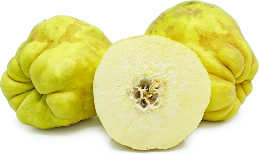 Cooke's Jumbo Quince picture