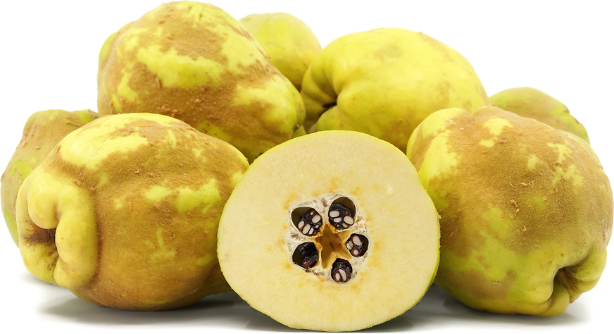 Cooke's Jumbo Quince picture