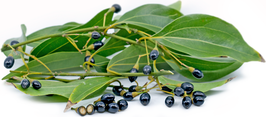 Cinnamon Tree Berries picture