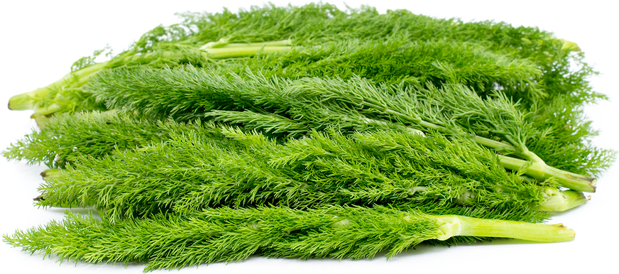 Fennel Fronds picture