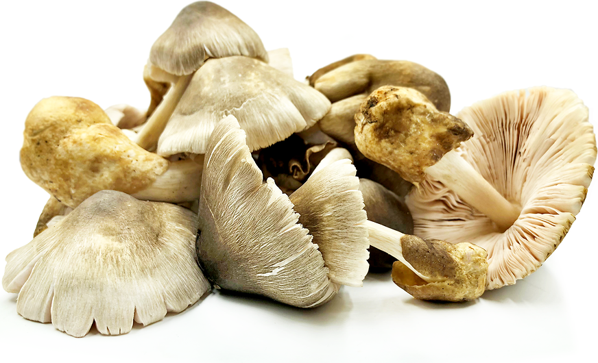 Kulat Sawit Mushrooms picture