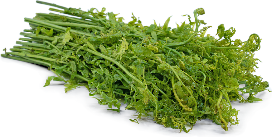 Cress, Definition, Examples, Edible, Uses, & Facts