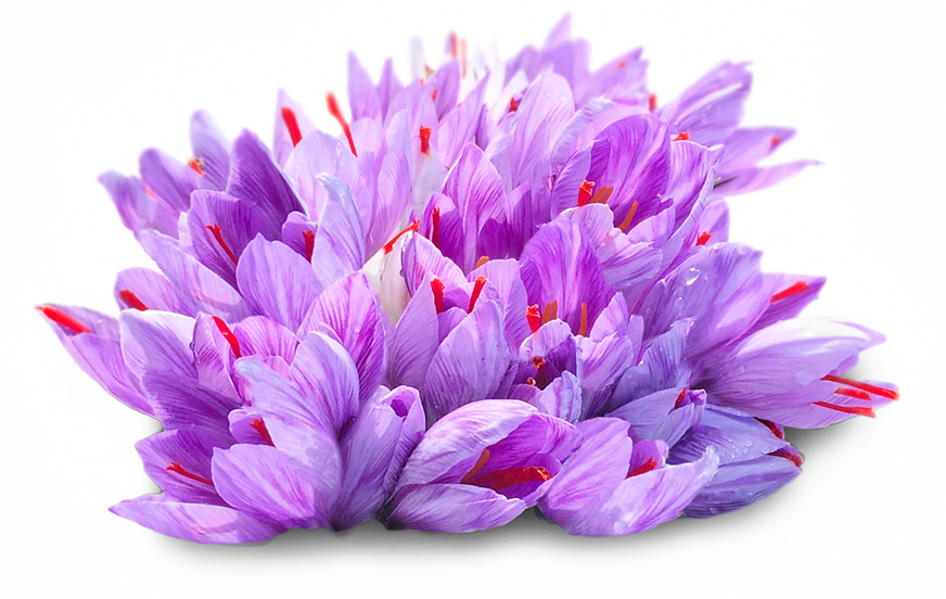 Saffron Flowers picture