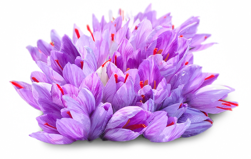 Saffron Flowers Information and Facts