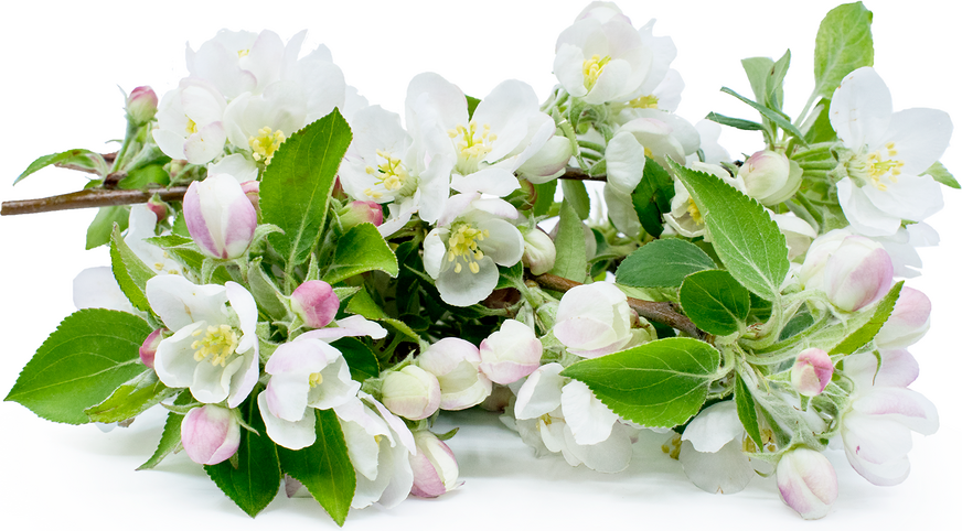 Crab Apple Blossom picture