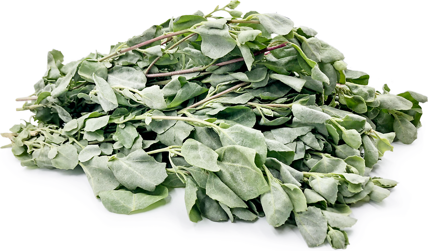 Saltbush picture