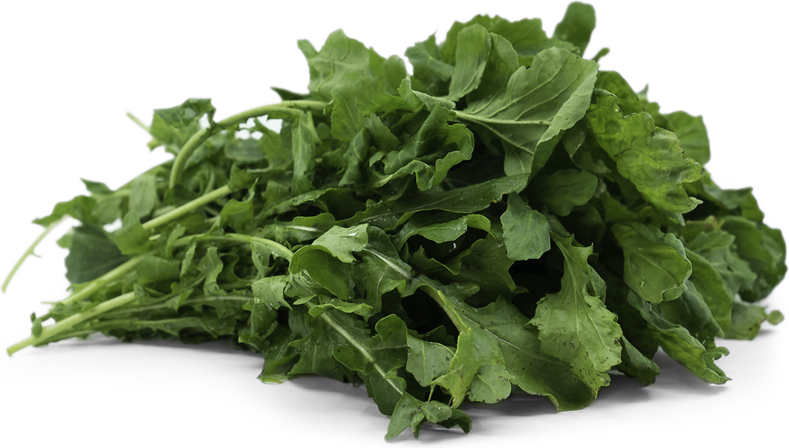 Roquette Rocky Wild Greens Seeds