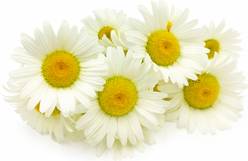 Ox Eye Daisy Flowers picture