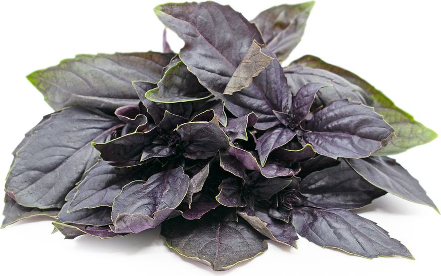 Red Rubin Basil picture