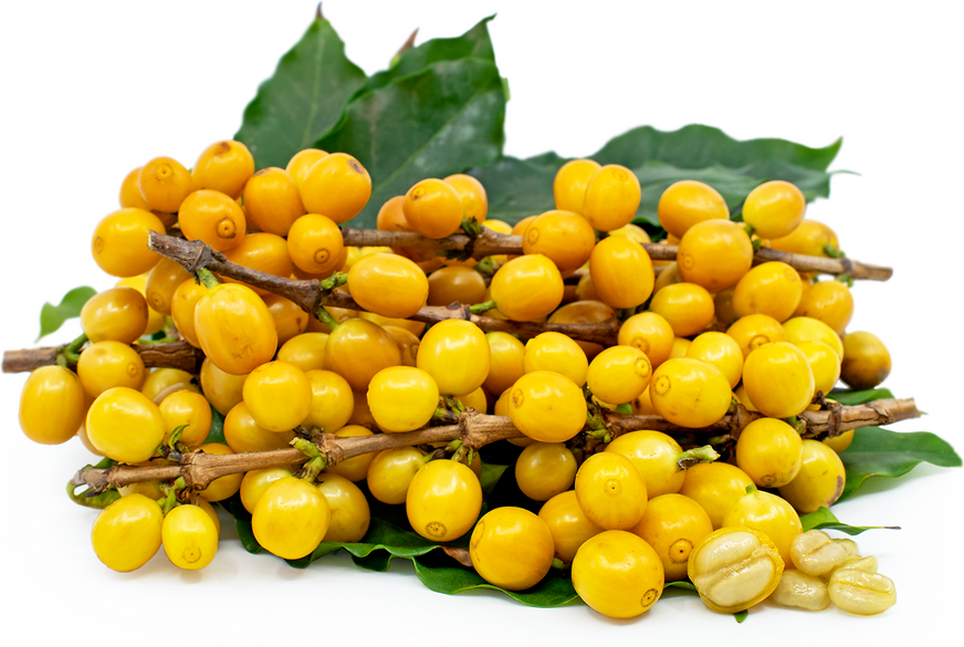Gold Coffee Berries picture
