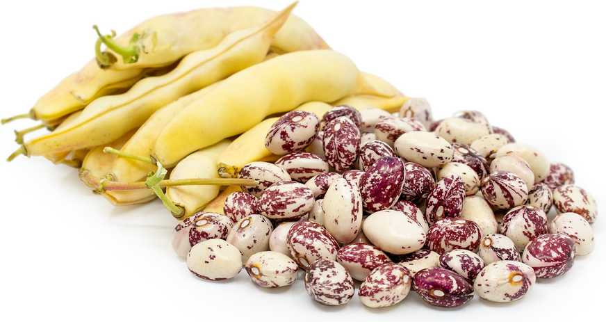 Good Mother Shelling Beans picture