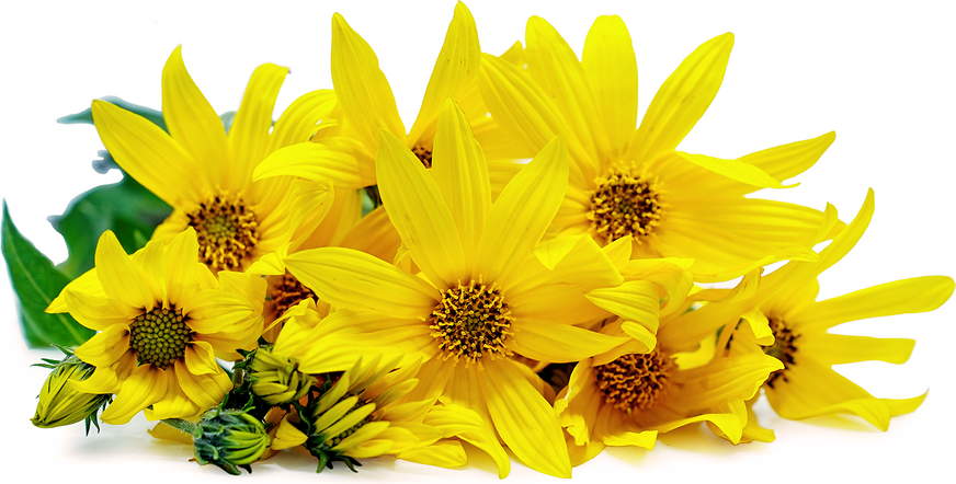 Sunchoke Flowers picture