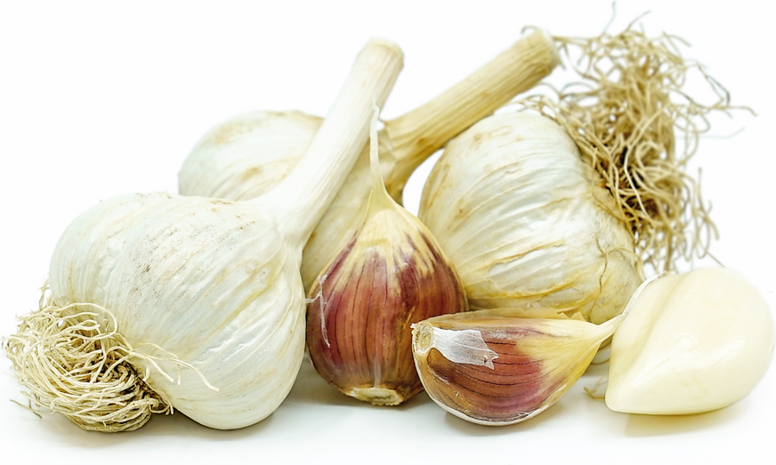Bavarian  Purple Garlic picture