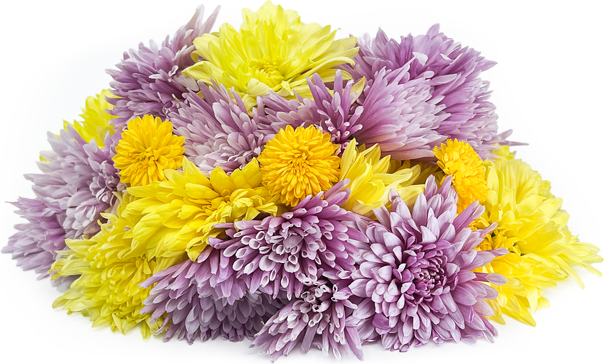 Japanese Chrysanthemums picture