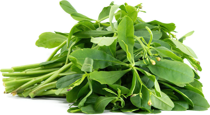 Javanese Ginseng Leaves picture