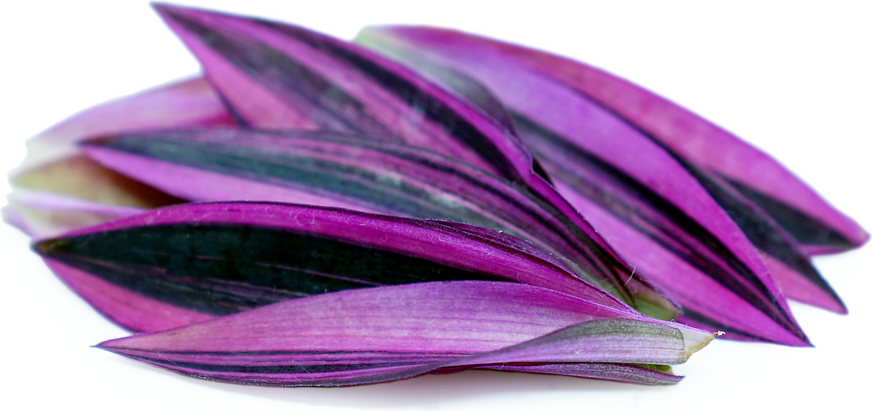 Violet Endive Flash™  Leaf picture