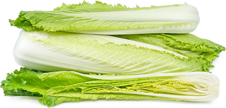 Michihili Napa Cabbage picture