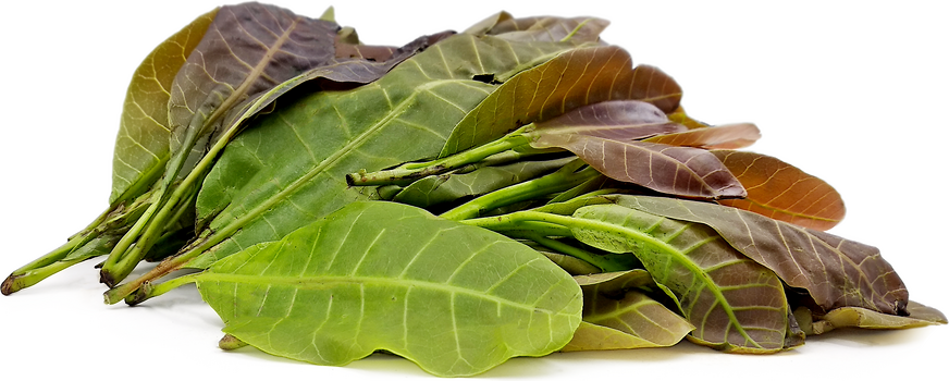 Cashew Leaves picture