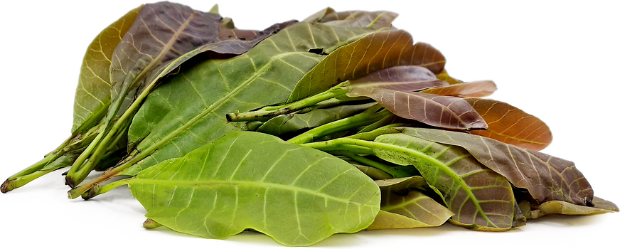 Cashew Leaves 