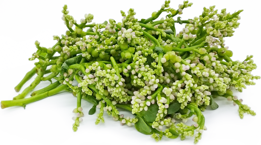 Malabar Spinach Flowers picture