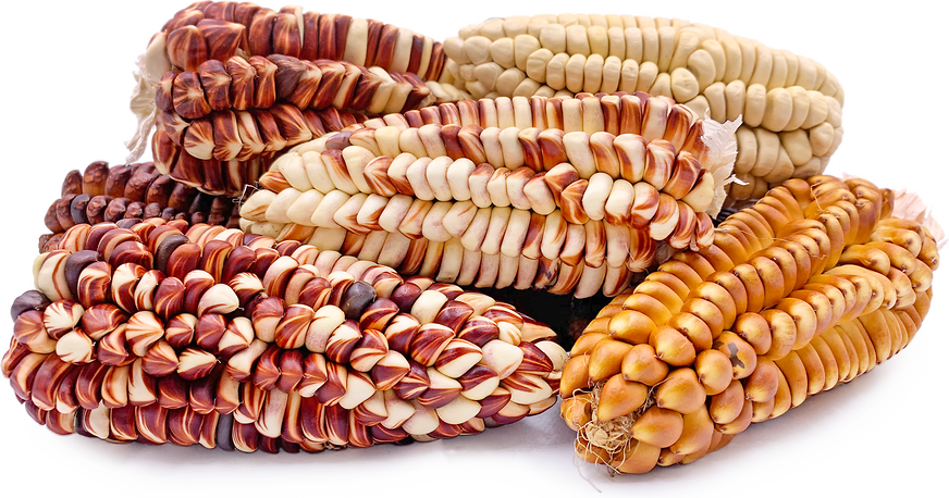 Colored Peruvian Corn picture