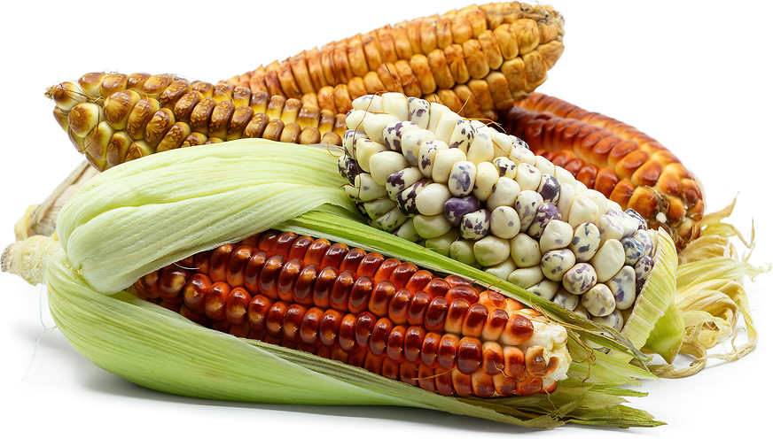 Colored Peruvian Corn picture