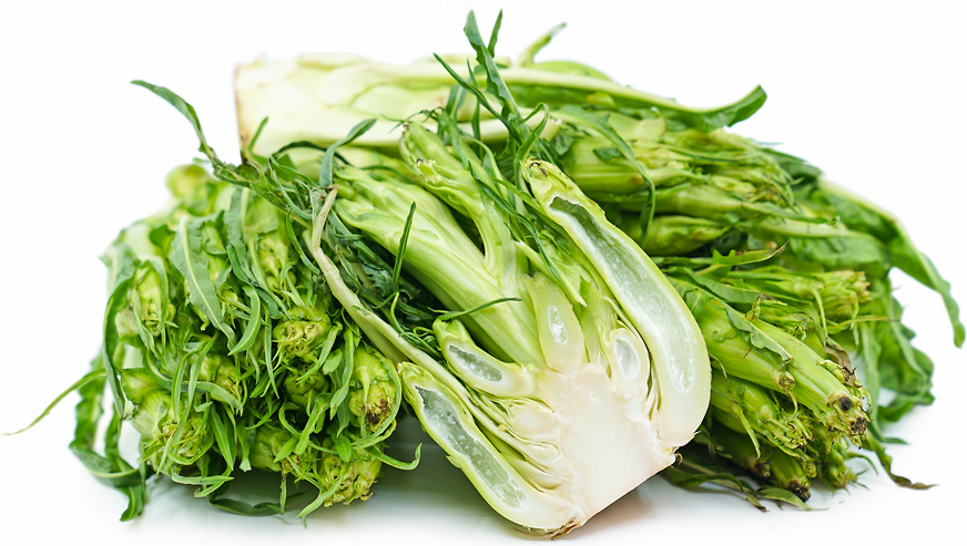 Puntarelle Chicory picture