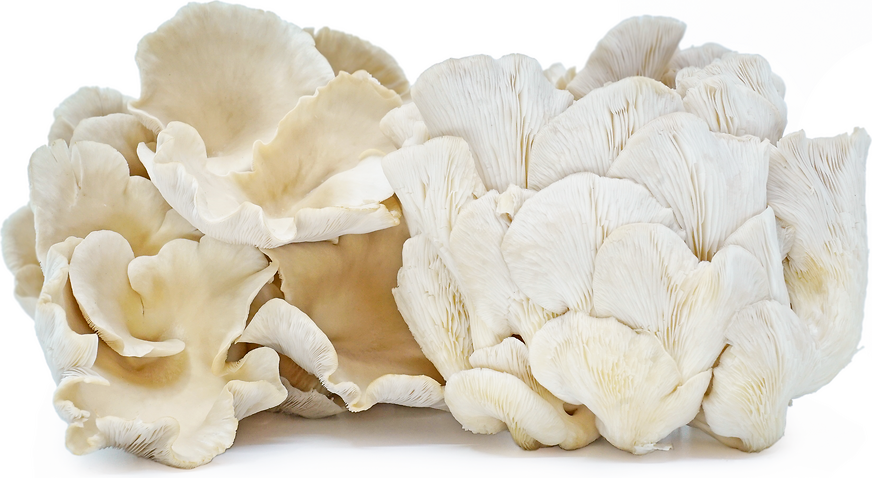 Fairytail Mushrooms picture